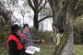 Erfassung des Baumbestands im Projektgebiet, Foto: NABU Wiesloch