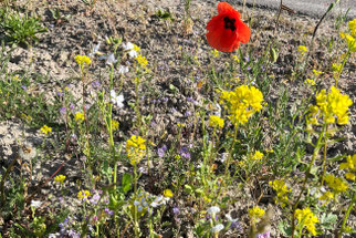 Foto: NABU RG Muldentalkreis