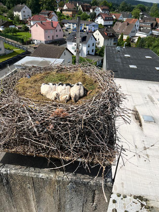Die drei Jungstörche in ihrem Nest, Foto: NABU-Steinau