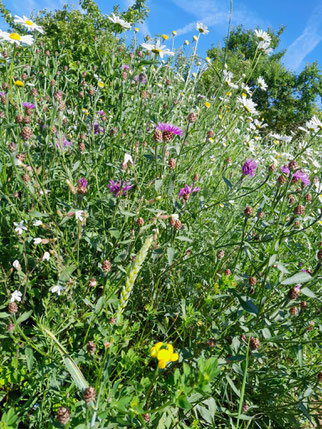 Wildblumenpracht, Foto: NABU-Steinau