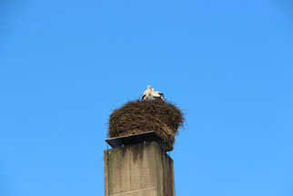 Das Storchennest vor der Sanierung, Foto: NABU-Steinau