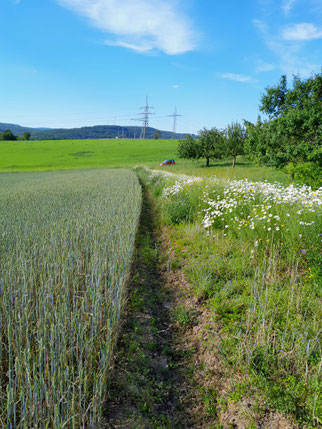 Acker mit Brach- und Blühstreifen, Foto: NABU-Steinau