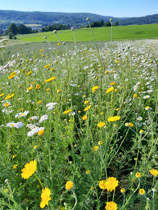 Wildblumen- und Insektenparadies, Foto: NABU-Steinau