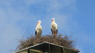 Zufriedene Störche auf dem sanierten Nest, Foto: NABU-Steinau