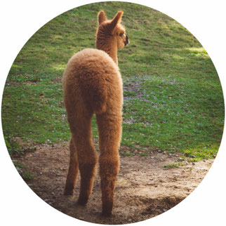 Alpaca criada en Cantabria en Big bang Alpacas