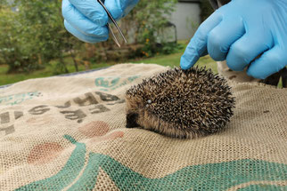 Igel Wildtierauffangstation Wildtierhilfe Nordrhein e.V. NABU Düren