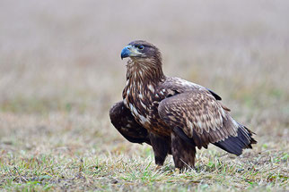 Besondere Beobachtungen Sichtungen Kreis 2023 Seeadler NABU Düren