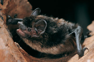 Arbeitskreis Fledermausschutz Nordfledermaus Fledermaus Fledermäuse Zitadelle Jülich Fledermauskästen Fledermauskasten NABU Düren