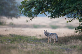 Wolf Wölfe Kreis Hürtgenwald Wolfsrudel Rudel Rureifel Simmerath NABU Düren