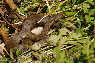 Würfelnatter Reptil des Jahres 2009 Natur des Jahres 2009 NABU Düren