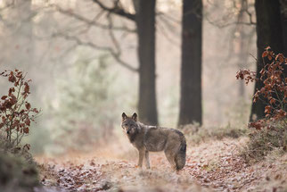 Wolf Wölfe Kreis Hürtgenwald Wolfsrudel Rudel Rureifel Simmerath NABU Düren