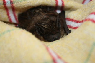 Breitflügel Fledermaus Wildtierauffangstation Wildtierhilfe Nordrhein e.V. NABU Düren