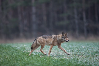 Wolf Nutzen Gleichgewicht NABU Düren
