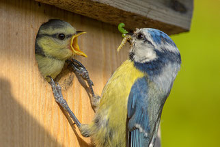 Nistkasten Nistkästen Blaumeisen Vogelbrut brüten artenschutz selber bauen Naturschutztipps Blaumeisen NABU Düren