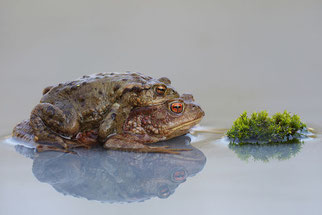 Erdkröte Lurch des Jahres 2012 Natur des Jahres 2012 NABU Düren