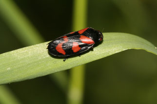 Gemeine Blutzikade Insekt des Jahres 2009 Natur des Jahres 2009 NABU Düren