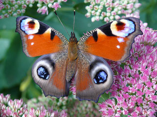 Tagpfauenauge Schmetterling des Jahres 2009 Natur des Jahres 2009 NABU Düren