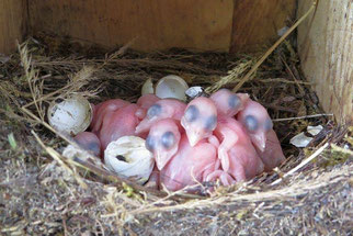 Blick in die Kinderstube von Familie Wendehals. Fotos: NABU Leipzig