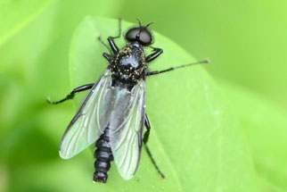 Eine männliche Märzmücke hat große, zusammenstoßende Augen. Foto: Stella Mielke/naturgucker.de