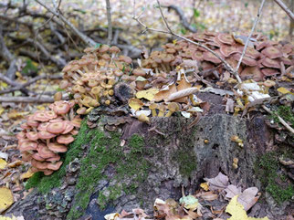 Zahlreiche Organismen sind auf einen hohen Totholzanteil angewiesen, zum Beispiel viele Insektenarten. Auch viele Pilze brauchen Totholz, sie spielen als Zersetzer eine wichtige Rolle im Nährstoffkreislauf.