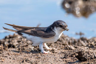 Foto: naturgucker/Axel Aßmann