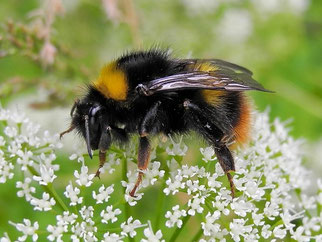 Bombus pratorum. Foto: Naturgucker.de/Birgit Emig