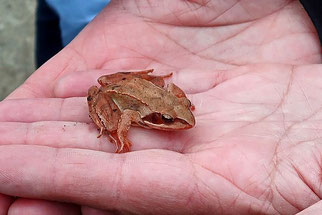 Springfrosch. Foto: Naturgucker/Roland Tichai