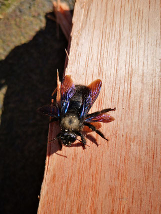 Blaue Holzbiene in einem Garten in Porst bei Köthen. (Fotograf ungenannt)