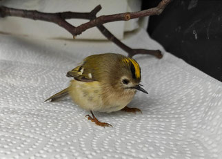 Dieses Wintergoldhähnchen kam im Oktober nach Scheibenanflug in die Wildvogelhilfe Leipzig. Foto: NABU Leipzig