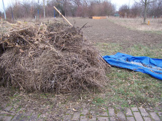 Ein großer Haufen Goldrute war von der Herbstmahd übrig und wurde jetzt abtransportiert.