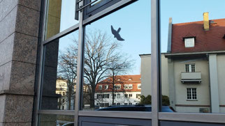 Die Umgebung spiegelt sich und täuscht die Vögel. Einzelne Aufkleber sind unwirksam. Foto: NABU Leipzig