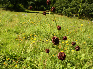 Mahdgutwiese im August.