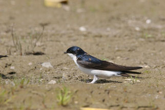 Bei der Mehlschwalbe (Delichon urbicum) wurde 2012 ein deutlicher Bestandsrückgang beobachtet – deutschlandweit um 17 Prozent, in der Stadt Leipzig sogar um 30 Prozent. Foto: NABU/Fotonatur