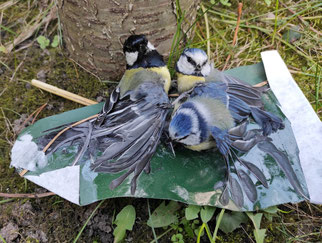 Verklebte Meisen am Leimring. Fotos: NABU Leipzig