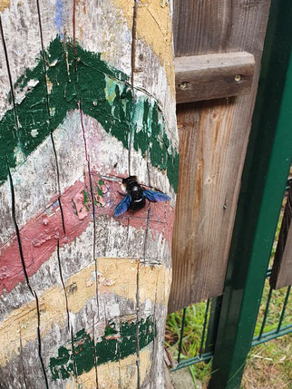 Schon seit etwa 3 Jahren nisten Blaue Holzbienen in einem altem Holzstamm in einem Garten am Zwenkauer See. Foto: Melanie Walther