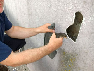 Vier junge Stare konnten aus einer verschlossenen Bruthöhle lebend geborgen werden. Fotos: NABU Leipzig