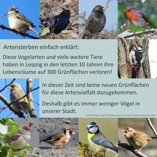 Diese 10 ehemals häufigen Vogelarten verlieren immer mehr Lebensräume in Leipzig. 