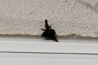 Nadja Richter wurde am 13. März 2017 von einer Blauen Holzbiene auf dem Balkon am Elstermühlgraben überrascht. Beeindruckt von der Größe des Tieres hat sie sich beim Fotografieren nicht recht herangewagt.