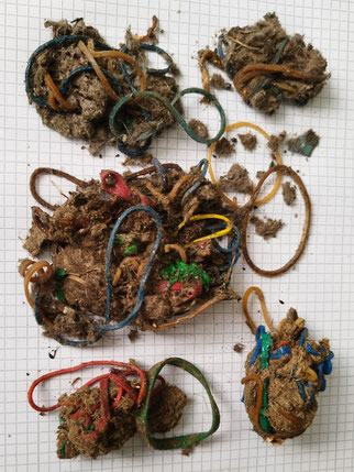 Ausgespiehene unverdauliche Nahrung führt in der Menge zur Erschöpfung der Jungtiere. Foto: NABU Leipzig