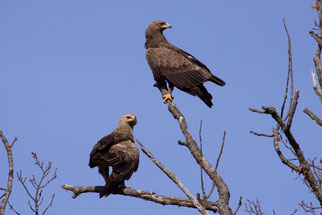 Ein Schreiadlerpärchen ist ein seltener Anblick. Diese kleinen Adler sind in Deutschland stark gefährdet und finden immer weniger geeignete Lebensräume. Foto: Frank Koschewski