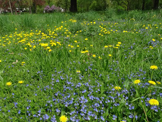 Mahdgutwiese im April.