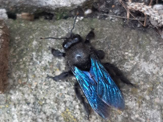 Am 1. März beobachtete Doris Lindemann zum ersten Mal eine Blaue Holzbiene in Frankfurt (Oder). 