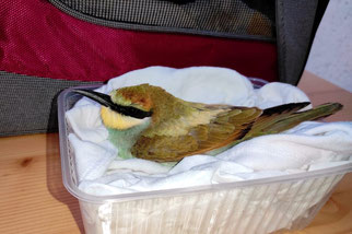 Auch dieser junge Bienenfresser ist ein Verkehrsopfer. Mit einem schweren Anflugtrauma kam er zur Erholung in die Wildvogelhilfe Leipzig. Fotos: NABU Leipzig 