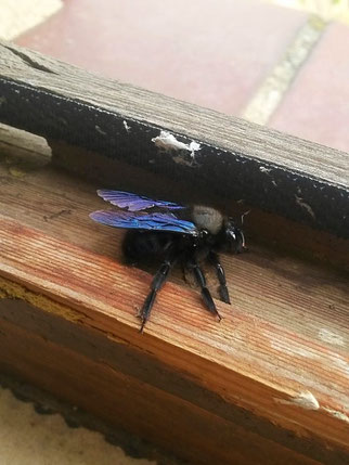 Auch aus Coswig bei Dresden wurde die Sichtung einer Blauen Holzbiene gemeldet. Anja Legler hat sie am 27. April am Fensterrahmen fotografiert.