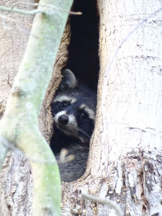 Diese Waldkauzhöhle wurde vom Waschbär erobert.  Fotos: Beatrice Jeschke