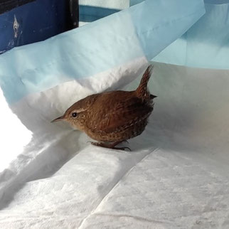 Dieser Zaunkönig ist gegen eine Glasscheibe geflogen, hat sich von seiner Gehirnerschütterung aber schon wieder erholt.  Foto: NABU Leipzig