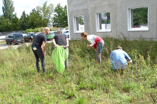 Insektensommer am Troposphären-Institut. Foto: Beatrice Jeschke