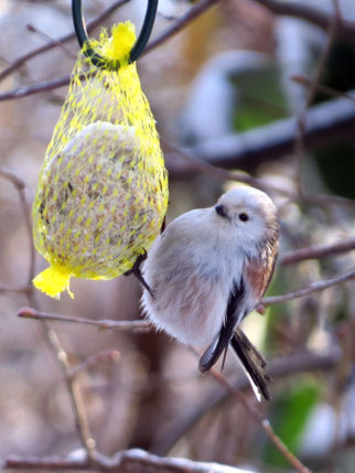 Eine Schwanzmeise verköstigt sich an einem Futterknödel, der sich in einem Kunststoffnetz befindet. Solche Netze sollte man nicht verwenden, Vögel können sich darin verfangen und leere Netze werden zu Plastikmüll. Fotos: Karsten Peterlein