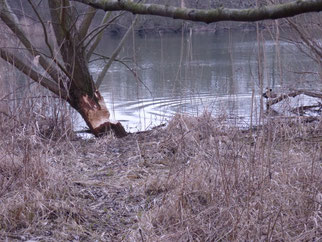 Biber-Fraßspuren 2016 am Elsterbecken. Foto: Wilfried Krüger