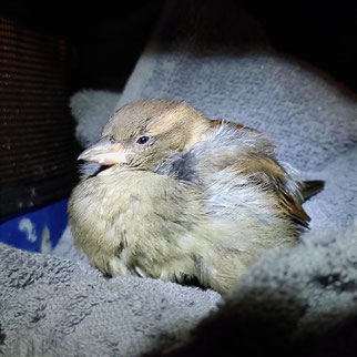 Dieses in schwachem Zustand gefundene Haussperling-Weibchen hat leider nicht überlebt. Foto: NABU Leipzig